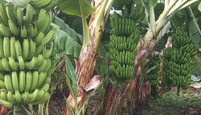 banana-3_p37386_thumb_resized.jpeg